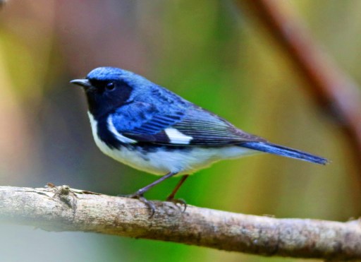 1442c-black2bthroated2bblue2bwarbler1
