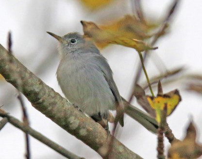 1b21f-blue2bgray2bgnatcatcher
