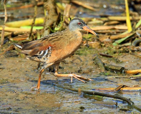 2374d-virginia2brail2b2