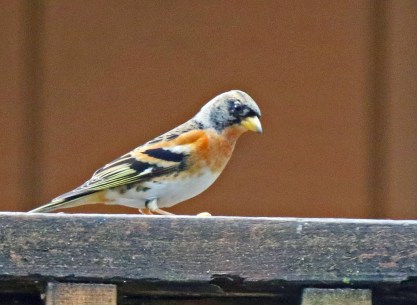 4ca4f-brambling