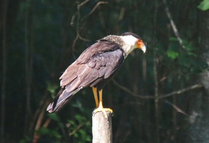 617e8-crested2bcaracara