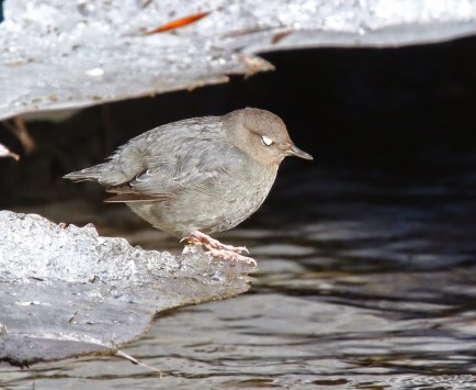 6bdf3-american2bdipper