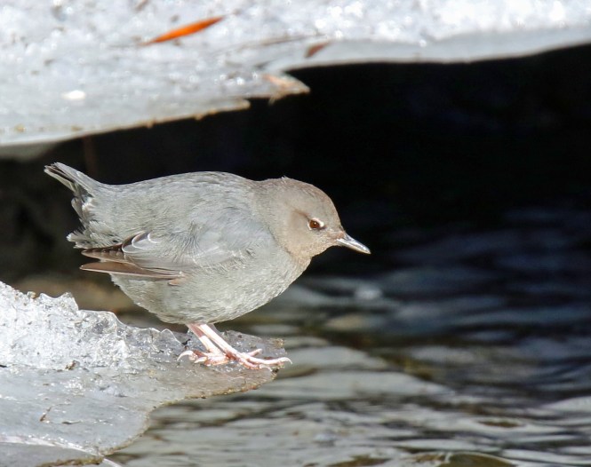American Dipper2