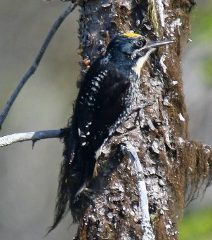 American Three Toed Woodpecker