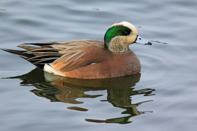 American Widgeon