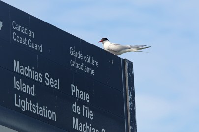 Arctic Tern Welcome - Copy