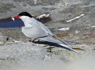 Arctic Tern with Fish 2