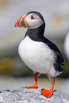 Atlantic Puffin 3 - Copy
