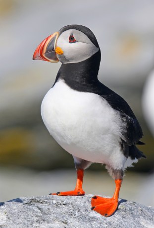 Atlantic Puffin 3 - Copy