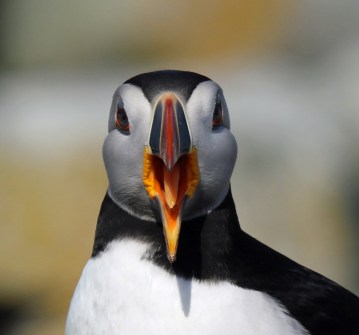Atlantic Puffin Mouth - Copy