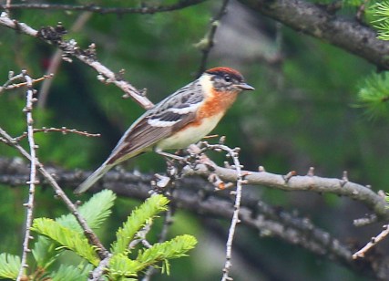 Bay Breasted Warbler