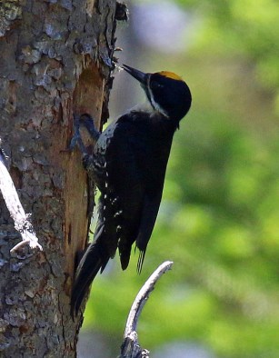 Black Backed Woodpecker at Nest