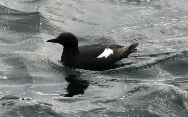 Black Guillemot