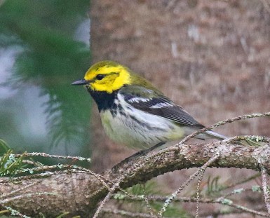 Black Throated Green Warbler 2