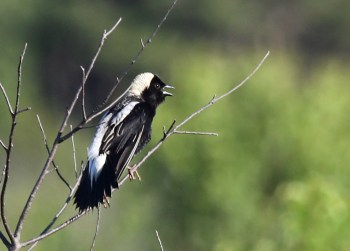 Bobolink