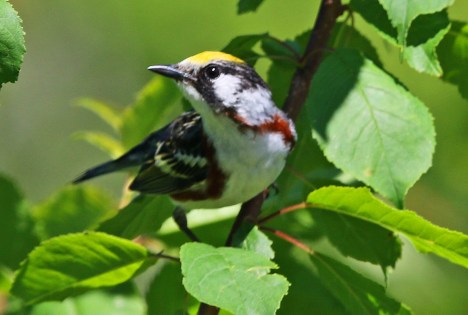 Chestnut Sided Warbler