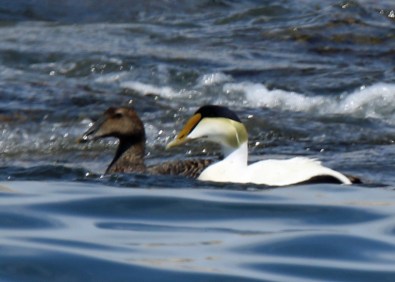 Common Eider Pair
