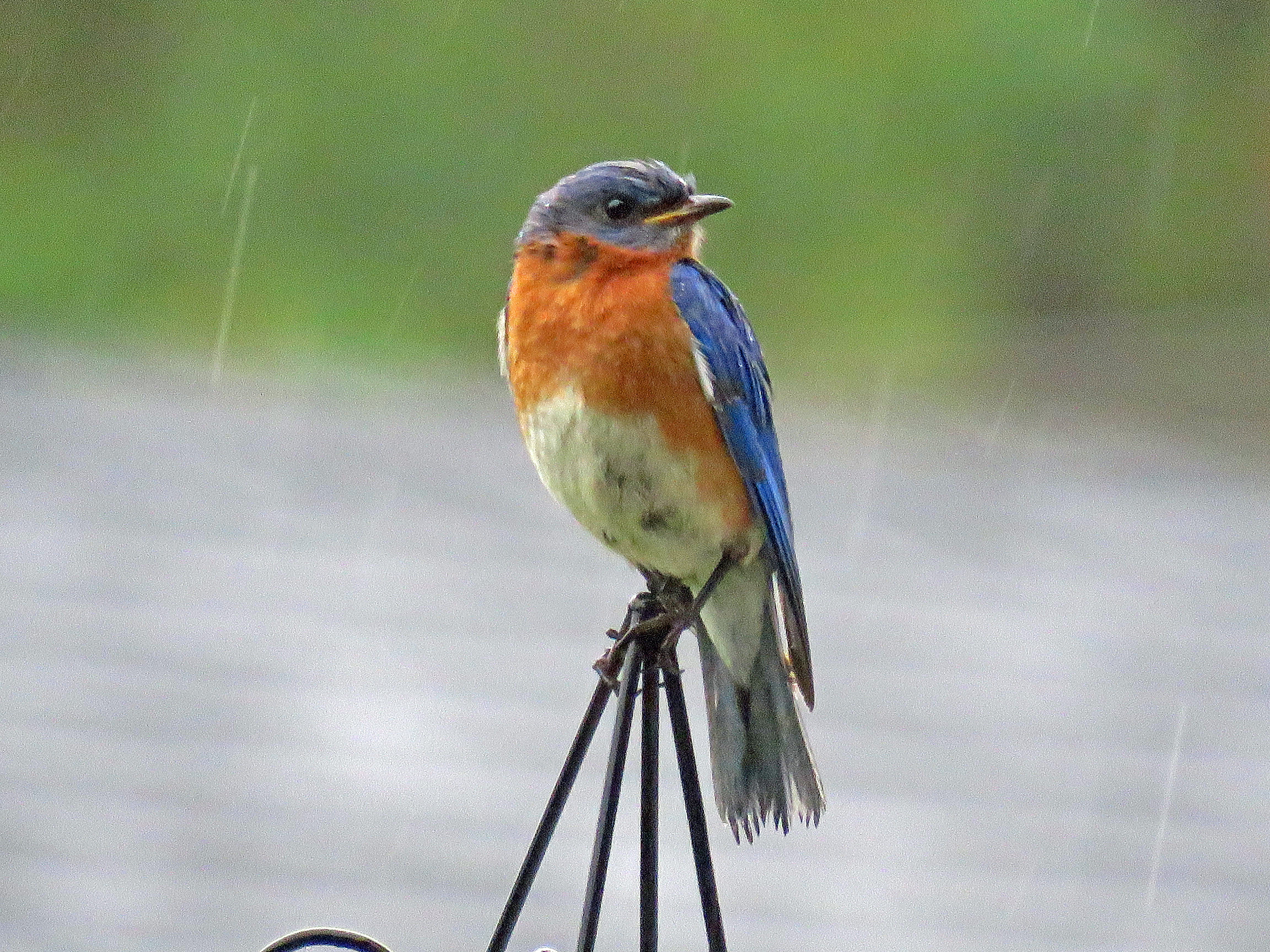 Eastern Bluebird