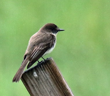Eastern Phoebe