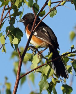Eastern Towhee