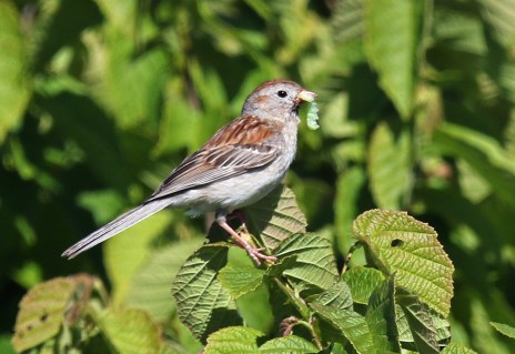 Field Sparrow