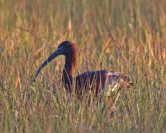 Glossy Ibis