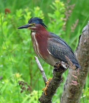 Green Heron