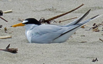 Least Tern on Nest