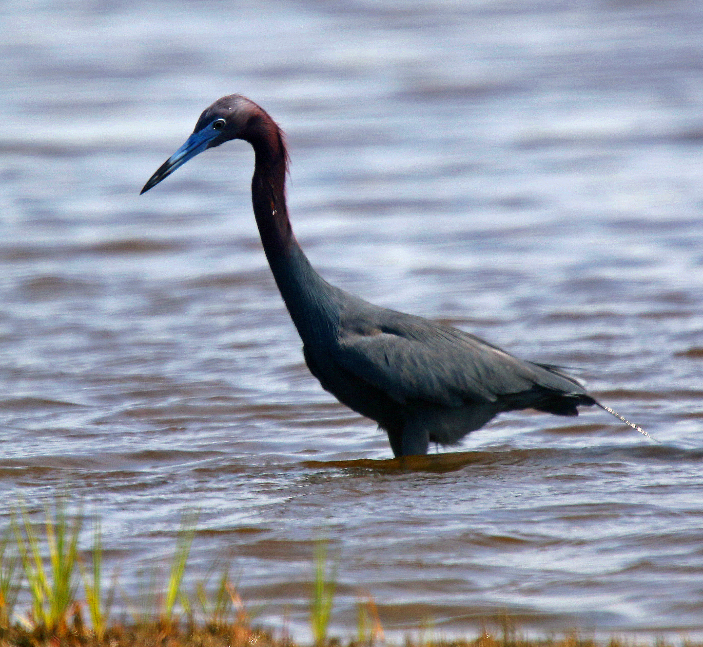 Little Blue Heron