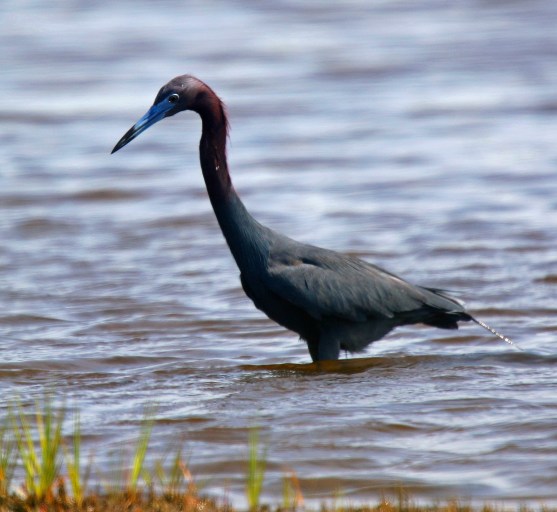Little Blue Heron