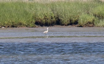 Little Egret