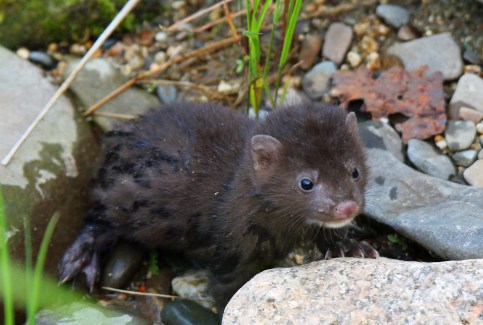 Mink Baby