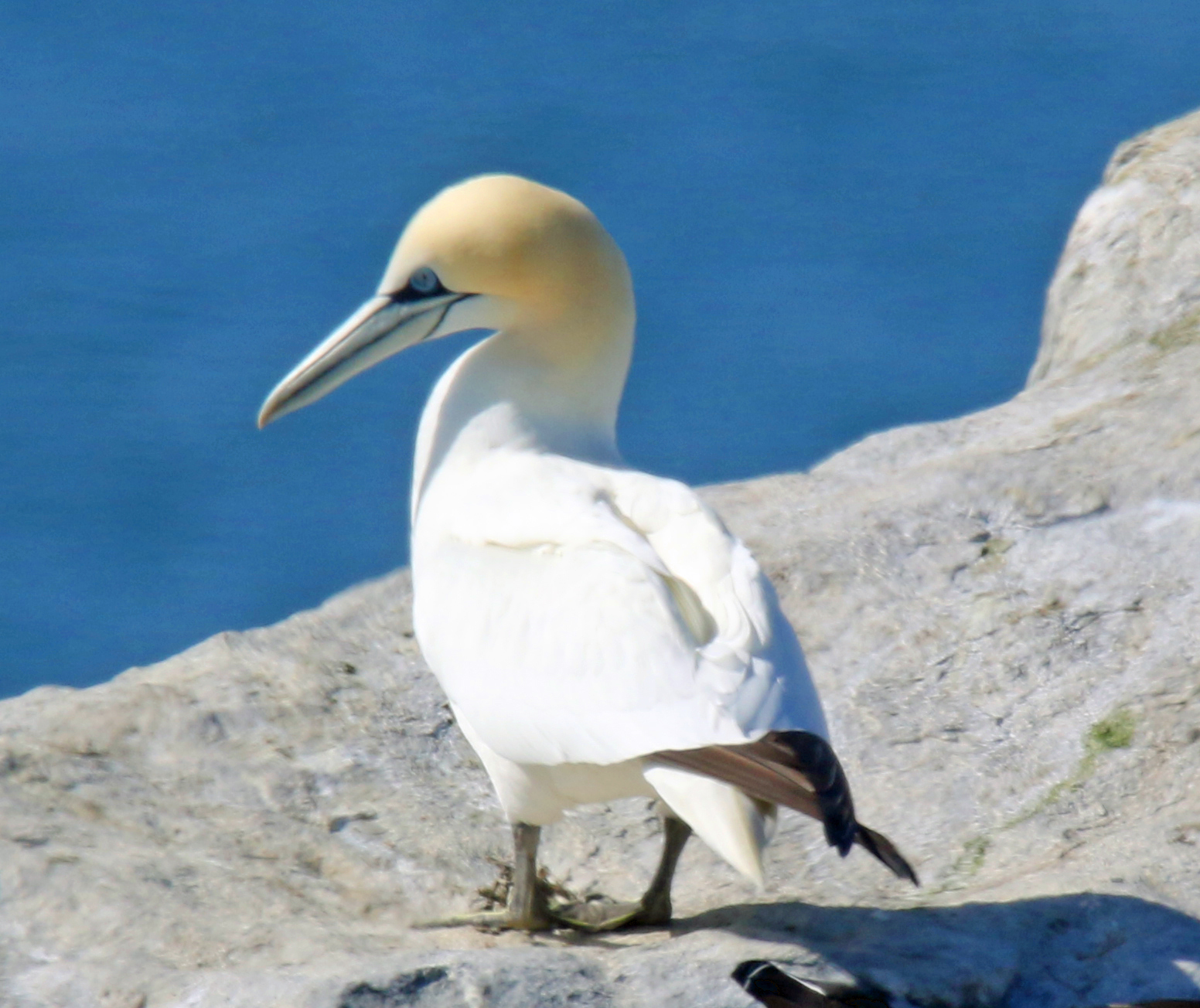 Northern Gannet - Copy