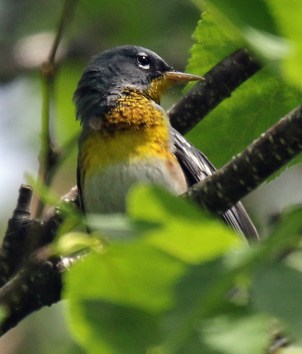 Northern Parula (2)