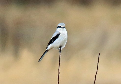 Northern Shrike