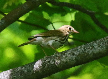 Ovenbird