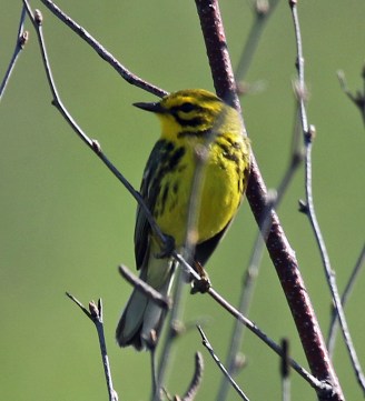 Prairie Warbler