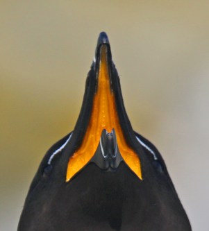Razorbill Mouth 2 - Copy
