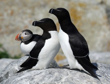 Razorbills and Puffin