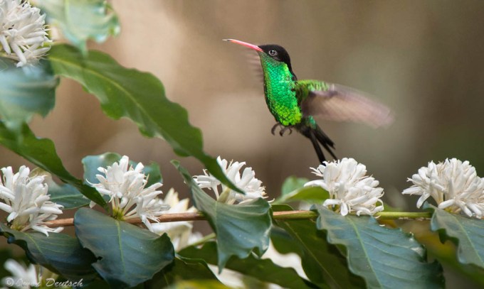 Red Billed Steamertail1