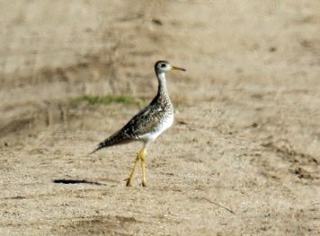 Upland Sandpiper