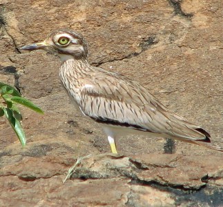 105 Senegal Thick-knee Baringo