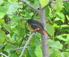American Redstart