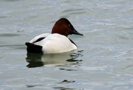Canvasback