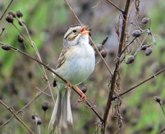 Clay Colored Sparrow 2