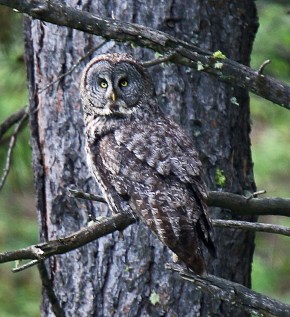 Great Gray Owl (2)