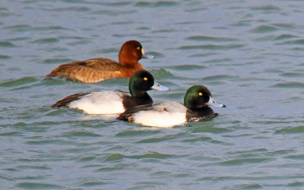 Greater Scaup