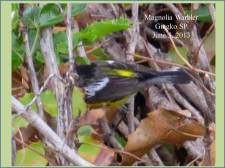 Magnolia Warbler