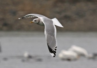Mew Gull Flight
