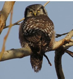 Northern Hawk Owl 1